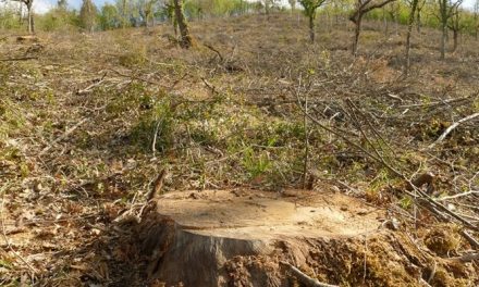 Le Guide Ambientali Escursionistiche toscane lanciano un appello alla Regione: “Fermiamo la distruzione dei boschi”