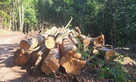 Monte Giogo di Villore: il Comitato denuncia disastro ambientale legato al progetto eolico