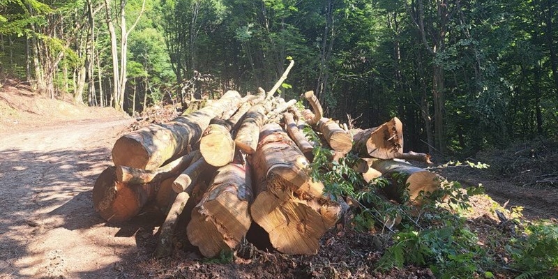 Monte Giogo di Villore: il Comitato denuncia disastro ambientale legato al progetto eolico