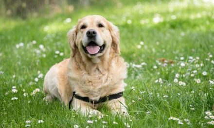 Si alla tumulazione degli animali con i proprietari. Proposta di legge approvata in commissione