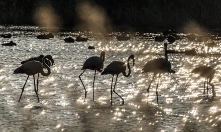 Una nuova vita per l’Oasi di Gabbianello