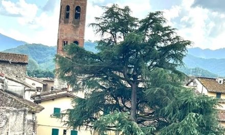 Borgo San Lorenzo, messi in sicurezza i rami pericolanti del cedro secolare di Piazza del Poggio
