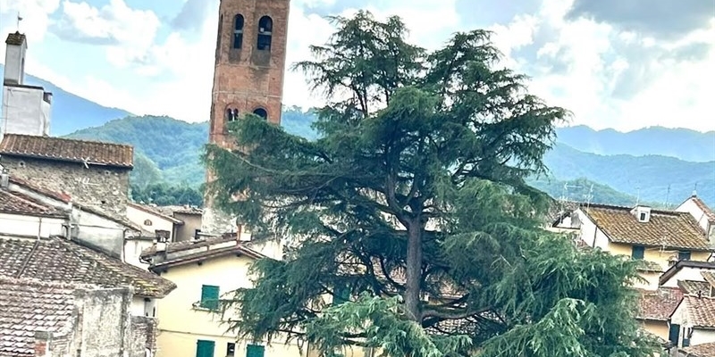 Borgo San Lorenzo, messi in sicurezza i rami pericolanti del cedro secolare di Piazza del Poggio