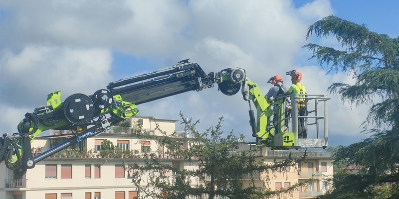 Borgo San Lorenzo. Messo in sicurezza anche il cedro in via Leonardo da Vinci
