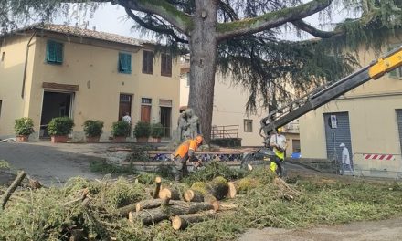 L’albero del Poggio ferito dal nubifragio, ma vivo nella memoria del paese