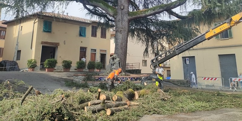 L’albero del Poggio ferito dal nubifragio, ma vivo nella memoria del paese