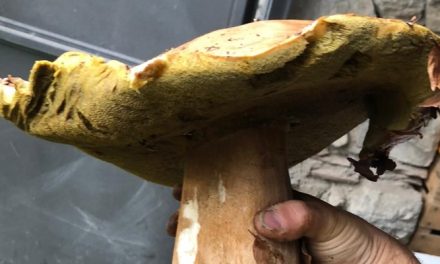 Due porcini record nei boschi di Firenzuola. Continua la raccolti dei funghi da record