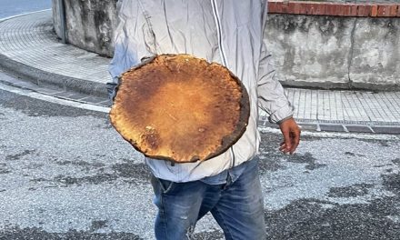 Fungo da record trovato nel Mugello: un esemplare da oltre 1,3 kg
