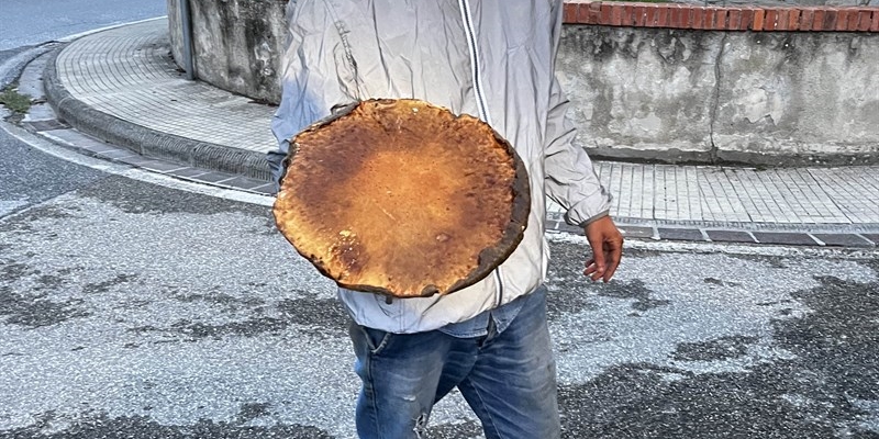 Fungo da record trovato nel Mugello: un esemplare da oltre 1,3 kg