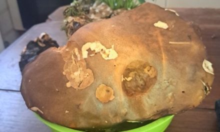 Galleria dei funghi da record. Lettori condividono le loro scoperte
