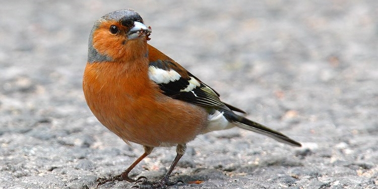 Le associazioni ambientaliste contro la proposta di deroga per la caccia al fringuello in Toscana