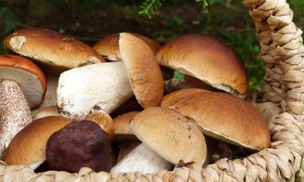 Raccolta funghi, l’importanza della prevenzione: attivi gli sportelli micologici dell’Asl Toscana centro