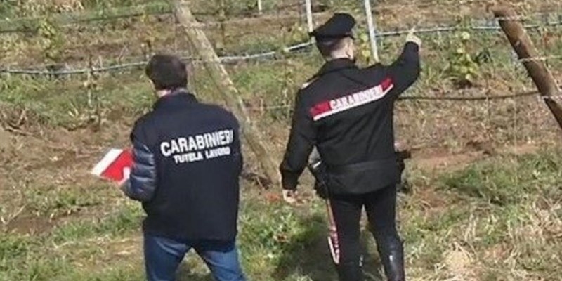 Controlli dei carabinieri nel settore agricolo. Emerse irregolarità e lavoro nero nella provincia di Firenze