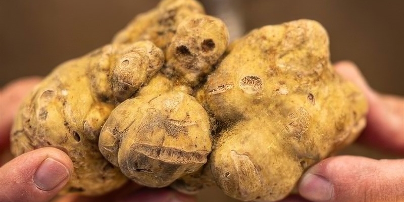 Ventesima mostra del tartufo a Barberino. Tra sapori, storia e spettacoli per tutta la famiglia