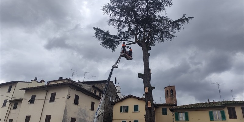 Addio al grande cedro del Libano. Borgo San Lorenzo perde un simbolo storico