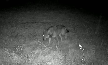 Avvistati due lupi nella notte sopra San Piero a Sieve: il video della fototrappola